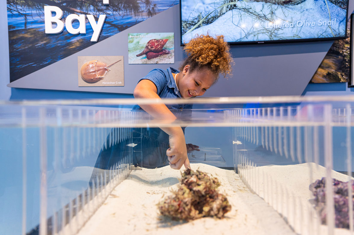 kid touching coral in tank