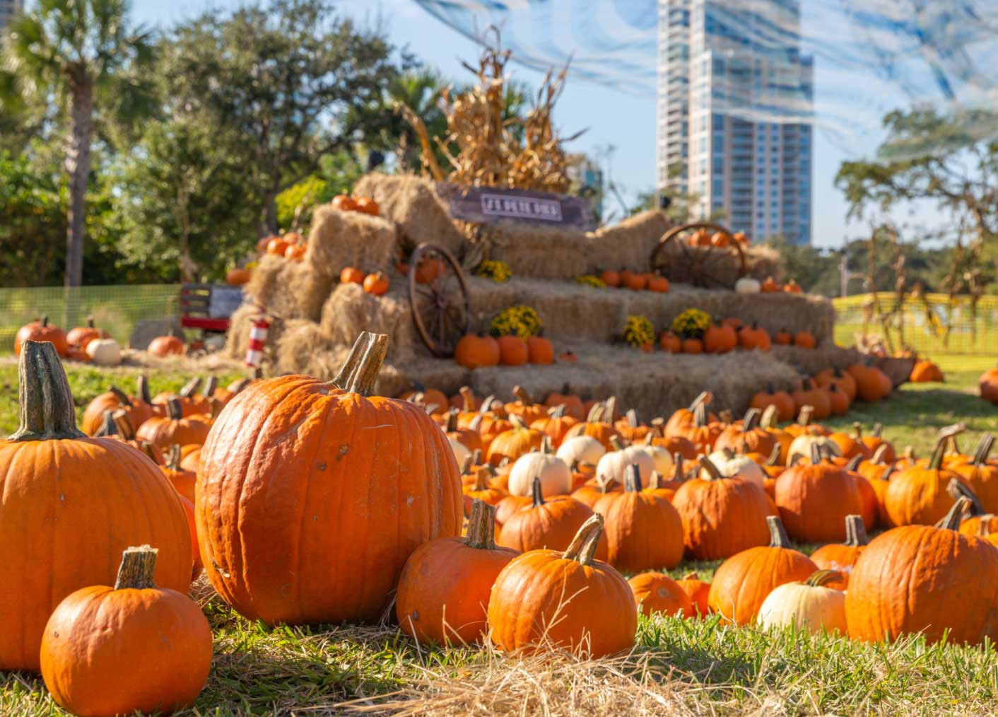 St Pete Pier Pumpkin Patch The St Pete Pier st-pete-pier-pumpkin-patch-the-st-pete-pier